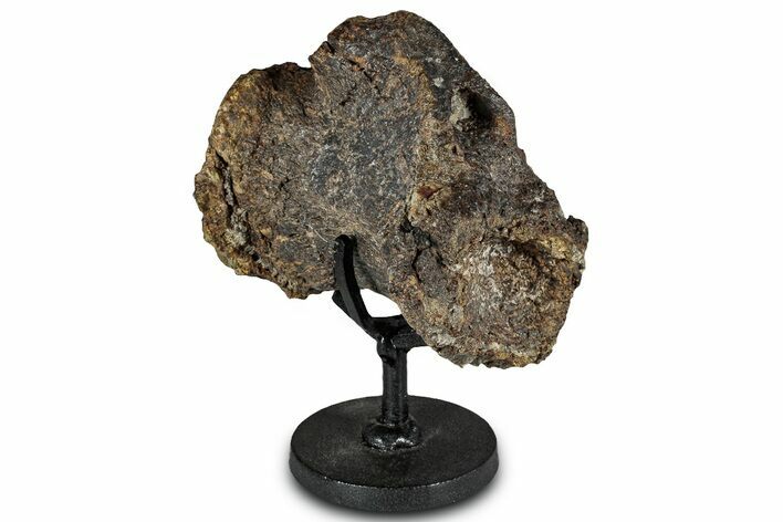 Long Allosaurus Caudal Vertebra With Stand - Wyoming #325124